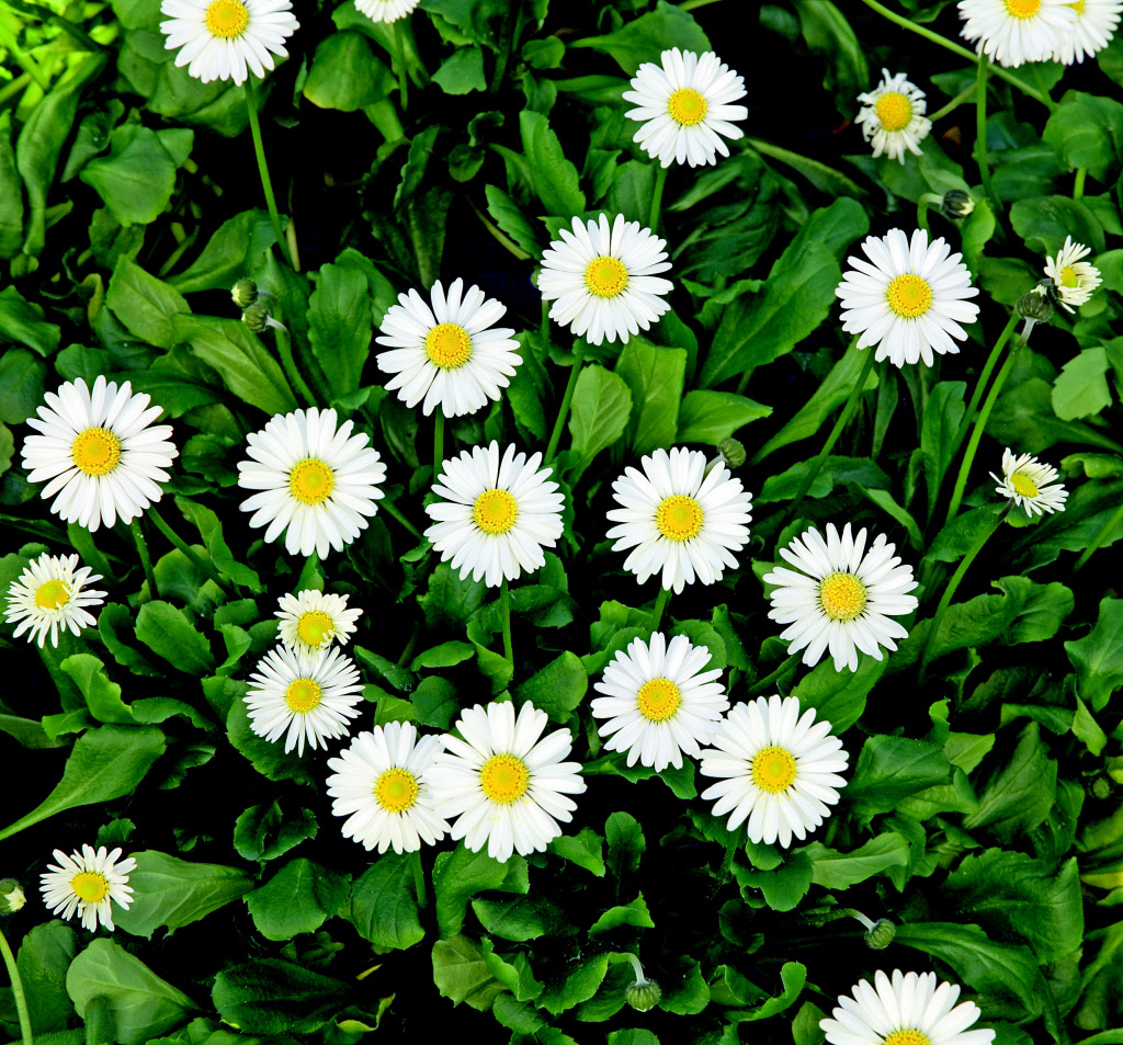 Graines De Paquerettes Bellis Perennis Par Graines De Tortue